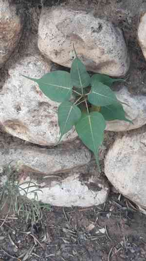 Sacred fig(Ficus religiosa)