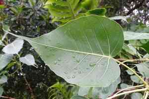 Sacred fig(Ficus religiosa)
