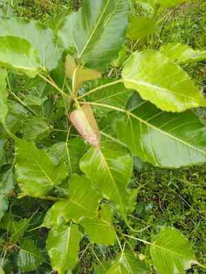 Sacred fig(Ficus religiosa)