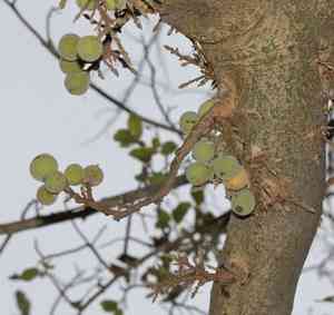 Sycamore fig(Ficus sycomorus)