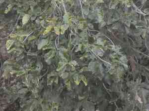 Sycamore fig(Ficus sycomorus)