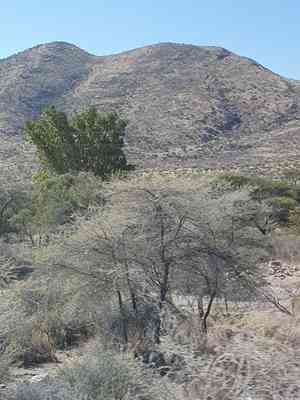 Sycamore fig(Ficus sycomorus)