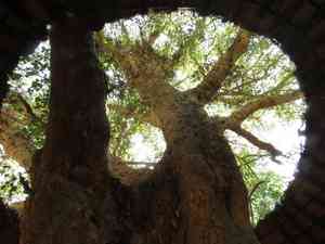 Sycamore fig(Ficus sycomorus)