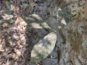 Dye fig(Ficus tinctoria)