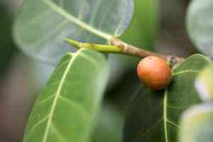 Dye fig(Ficus tinctoria)