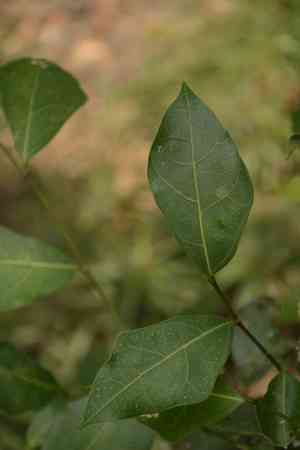 Dye fig(Ficus tinctoria)