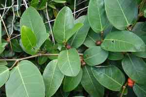 Dye fig(Ficus tinctoria)