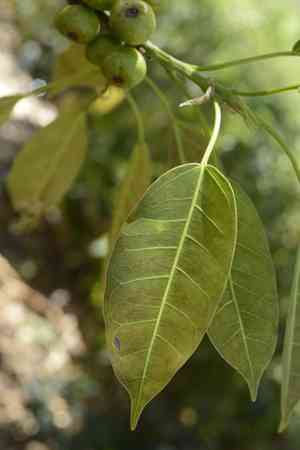 White fig(Ficus virens)