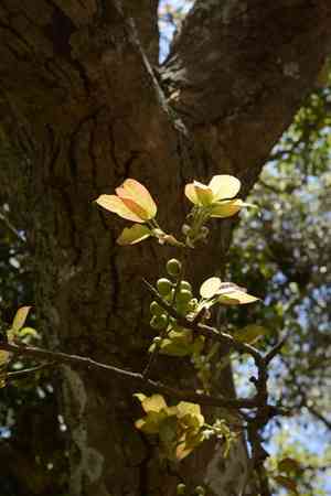 White fig(Ficus virens)