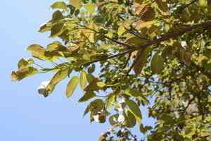 White fig(Ficus virens)