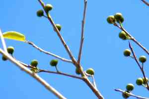 Fig trees (Ficus)(Ficus)