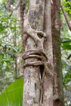 Fig trees (Ficus)(Ficus)