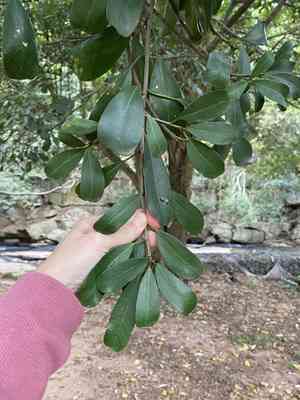 Fig trees (Ficus)(Ficus)