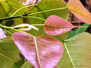 Fig trees (Ficus)(Ficus)