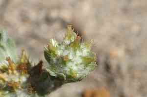 Broadleaf cottonrose(Filago pyramidata)