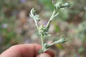Broadleaf cottonrose(Filago pyramidata)