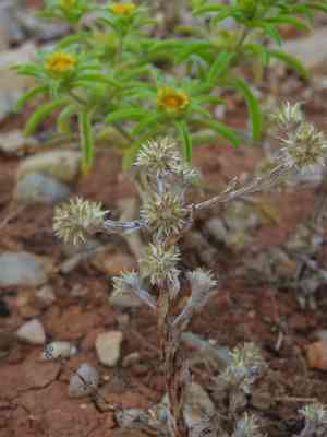 Broadleaf cottonrose(Filago pyramidata)