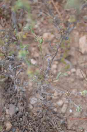 Broadleaf cottonrose(Filago pyramidata)