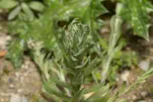 Filago (Filago)(Filago)