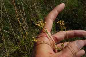 Filifolium sibiricum(Filifolium sibiricum)
