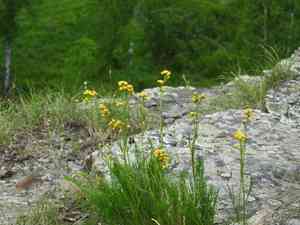 Filifolium sibiricum(Filifolium sibiricum)