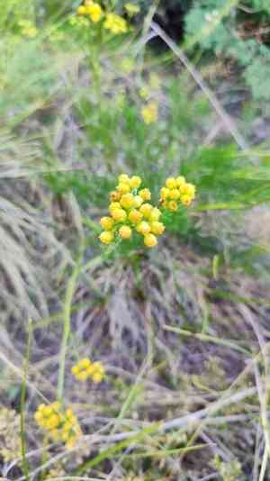 Filifolium sibiricum(Filifolium sibiricum)