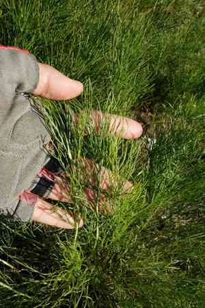 Filifolium sibiricum(Filifolium sibiricum)