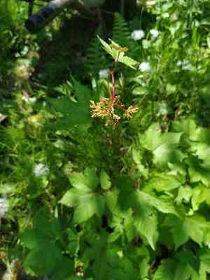 Queen of the prairie(Filipendula rubra)