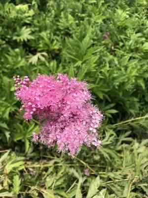 Queen of the prairie(Filipendula rubra)
