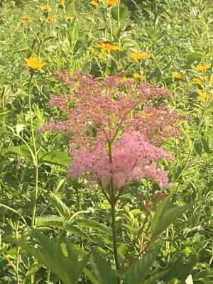 Queen of the prairie(Filipendula rubra)