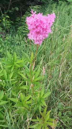Queen of the prairie(Filipendula rubra)