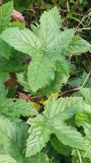Meadowsweet(Filipendula ulmaria)
