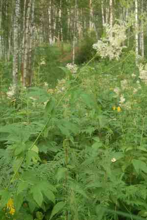 Meadowsweet(Filipendula ulmaria)