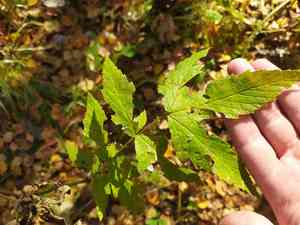 Meadowsweet(Filipendula ulmaria)