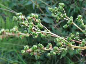 Meadowsweet(Filipendula ulmaria)