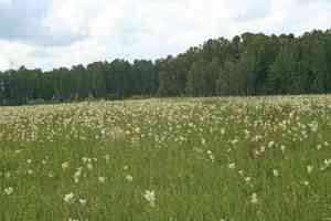 Dropwort(Filipendula vulgaris)