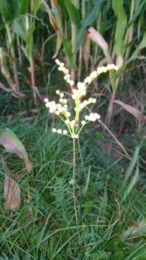 Dropwort(Filipendula vulgaris)