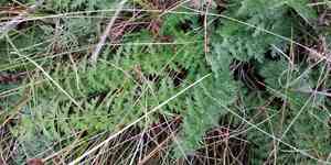 Dropwort(Filipendula vulgaris)