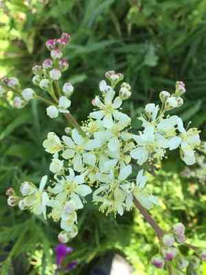 Dropwort(Filipendula vulgaris)