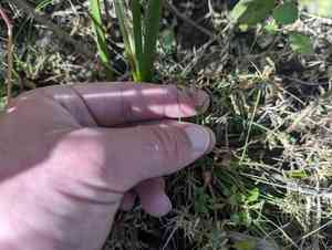 Slender fimbry(Fimbristylis autumnalis)