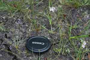 Slender fimbry(Fimbristylis autumnalis)