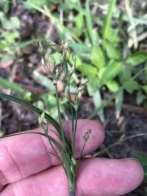 Slender fimbry(Fimbristylis autumnalis)