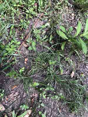 Slender fimbry(Fimbristylis autumnalis)