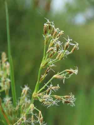 Puerto rico fimbry(Fimbristylis complanata)