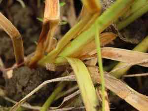Puerto rico fimbry(Fimbristylis complanata)