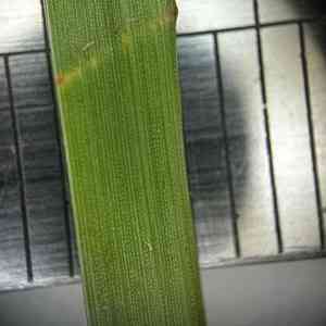 Puerto rico fimbry(Fimbristylis complanata)