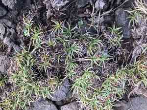 Tropical fimbry(Fimbristylis cymosa)