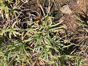 Tropical fimbry(Fimbristylis cymosa)