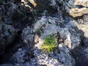 Tropical fimbry(Fimbristylis cymosa)