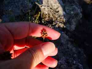 Tropical fimbry(Fimbristylis cymosa)